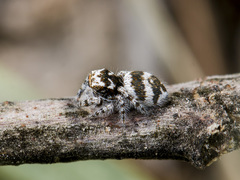 Pseudomogrus albocinctus