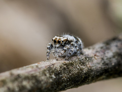 Pseudomogrus albocinctus