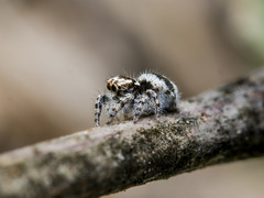 Pseudomogrus albocinctus