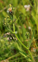 Picris japonica kamtschatica