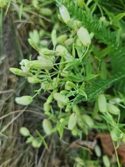 Silene procumbens