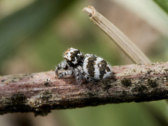 Pseudomogrus albocinctus