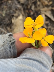 Erysimum capitatum