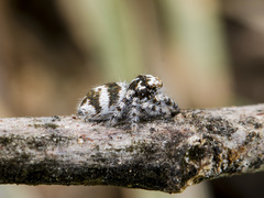 Pseudomogrus albocinctus