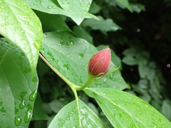 Calycanthus