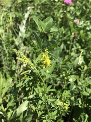 Melilotus officinalis