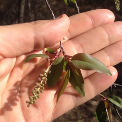Prunus serotina virens