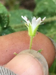Pseudostellaria jamesiana