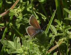 Cyaniris semiargus