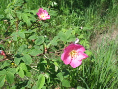 Rosa acicularis