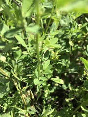 Melilotus officinalis