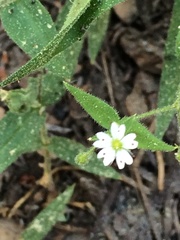 Pseudostellaria jamesiana