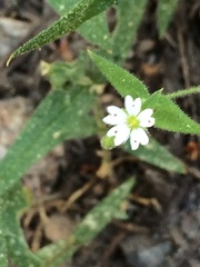 Pseudostellaria jamesiana