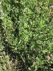 Melilotus officinalis