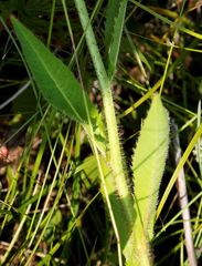 Picris japonica kamtschatica