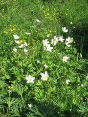 Anemonoides sylvestris