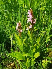 Galearis camtschatica