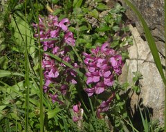 Pedicularis gyroflexa