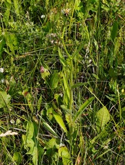 Picris japonica kamtschatica