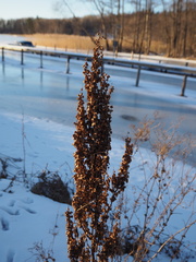 Rumex aquaticus