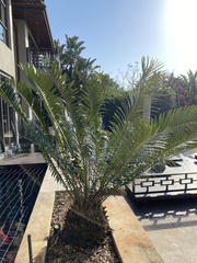 Encephalartos natalensis