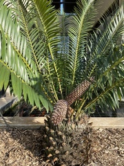 Encephalartos natalensis