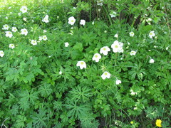 Anemonoides sylvestris