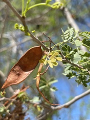 Havardia mexicana