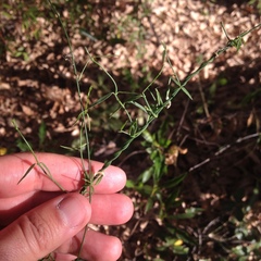 Metastelma angustifolium
