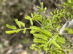 Havardia mexicana