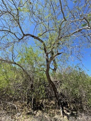 Havardia mexicana