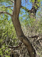 Havardia mexicana