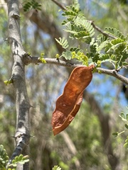 Havardia mexicana