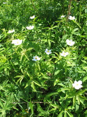 Anemonastrum dichotomum