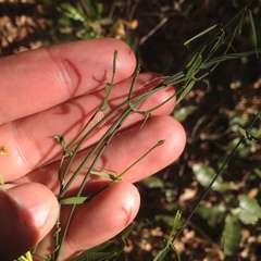 Metastelma angustifolium