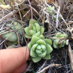 Sedum glabrum