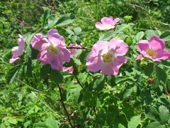 Rosa acicularis