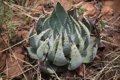 Aloe peglerae
