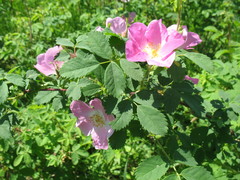 Rosa acicularis