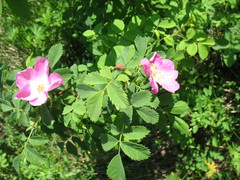 Rosa acicularis