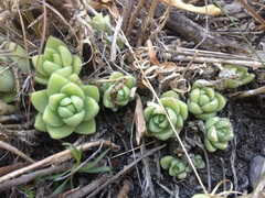 Sedum glabrum