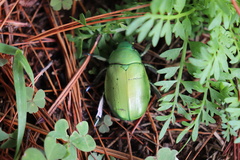 Chrysina prasina