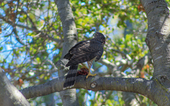 Accipiter cooperii