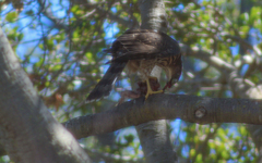 Accipiter cooperii