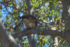 Accipiter cooperii