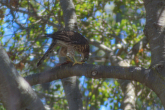 Accipiter cooperii