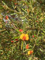 Bossiaea linophylla