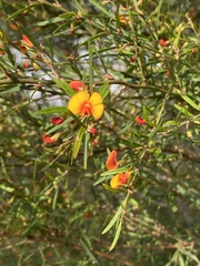 Bossiaea linophylla