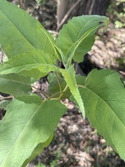 Ambrosia ambrosioides