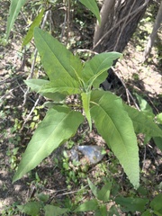 Ambrosia ambrosioides